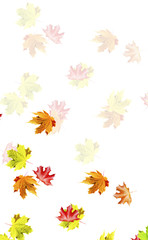 Fototapeta na wymiar autumn leaves isolated on white background