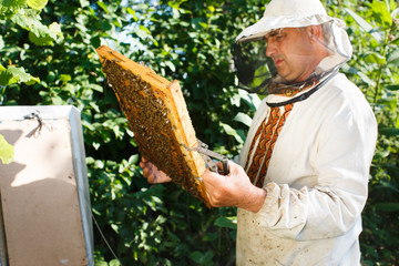 Beekeeper checking his frame of honeycomb in the garden
