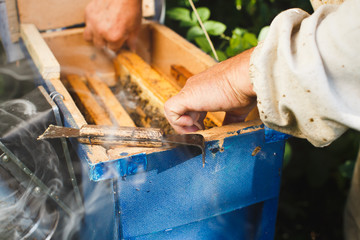 Beekeeper smokes beehive before he takes out honeycomb frames