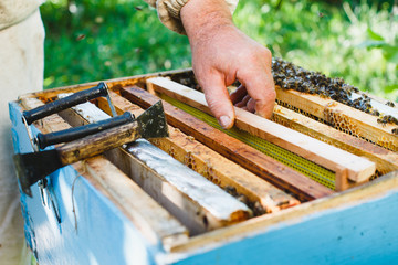 Apiarist take one frame of honeycomb from beehive, in the yard