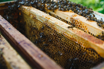 A lot of bees on beehive with differed kinds of wooden frames of honeycomb inside
