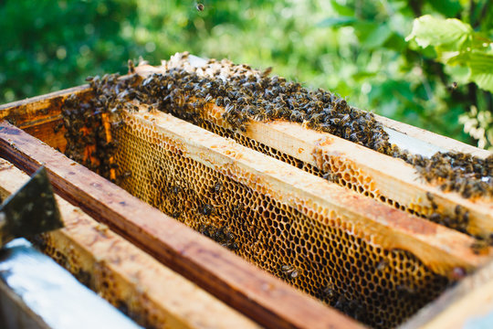 Bees on beehive with wooden frames of honeycomb inside,