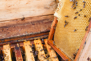 Wooden beehive with frames of honeycomb, one frame, with bees on it, is put off