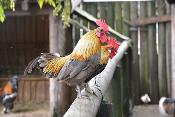 Galletti giaponesi Phoenix Onagadori