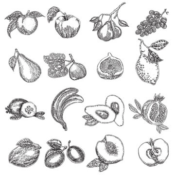 Hand drawn fruits. Vector illustration. Fruit set in sketch.