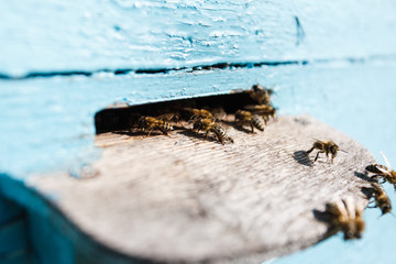 Swarm of bees at the tap-hole of blue wooden hive
