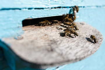 Bees at the tap-hole of blue wooden hive, in a summer day