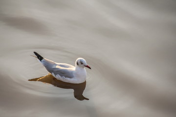 Seagull in the sea
