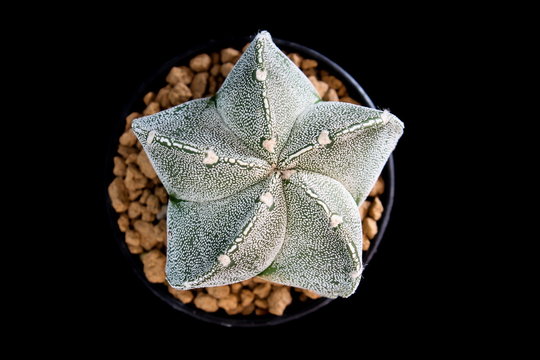 Star Cactus 5 Ribs (Astrophytum Myriostigma Cv. Hanya)