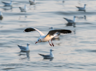sea gull
