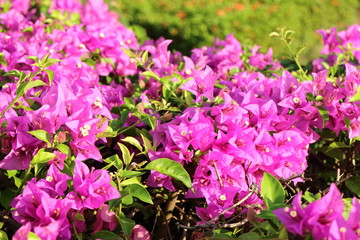  Bougainvillea flower in the garden