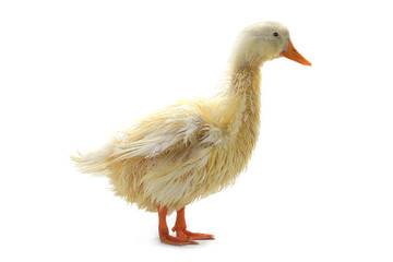 wet duck