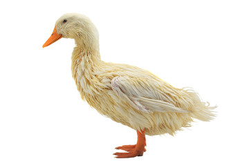 wet duck