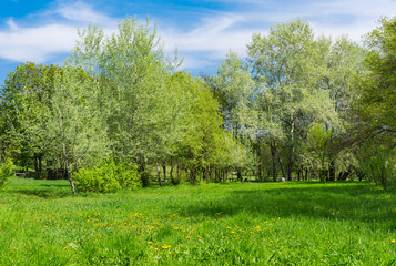 Fototapeta na wymiar Green landscape with flowering meadow and spring grove
