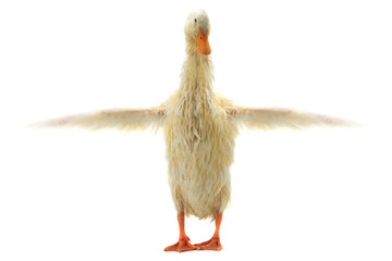 wet duck
