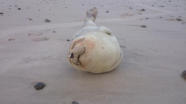 S&uuml;&szlig;er Seehund