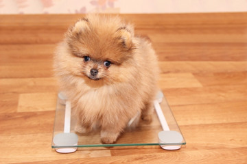 Funny pomeranian spitz puppy. Pomeranian dog. Little puppy