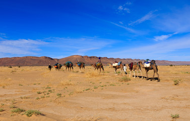 camel caravan going through the desert