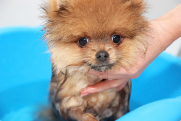 Funny pomeranian spitz puppy. Pomeranian dog. Little puppy