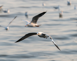 sea gull
