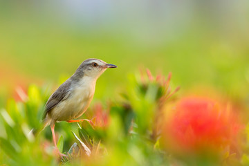 Fototapeta premium Plain Prinia