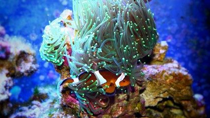 Naklejka na ściany i meble Clownfish (nemo) in marine aqaurium