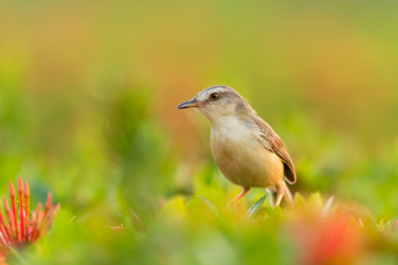 Plain Prinia