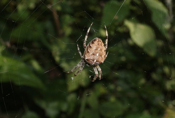Gartenkreuzspinne im Netz Araneus diadematus