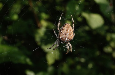 Gartenkreuzspinne im Netz Araneus diadematus