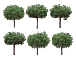 Foto op Canvas Isolated trees, pine stam./Pine stam isolated. Can be used in landscape design projects, collages. © slaw1949