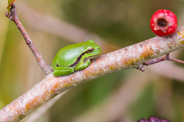 European Treefrog (Hyla arborea) between ripe blackberries