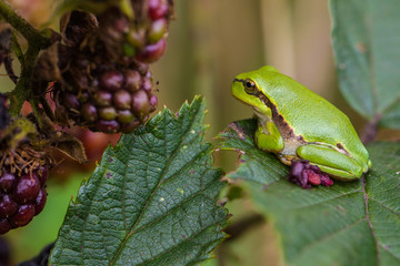 European Treefrog (Hyla arborea) between ripe blackberries