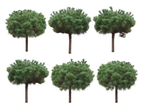 Isolated trees, pine stam./Pine stam isolated. Can be used in landscape design projects, collages.