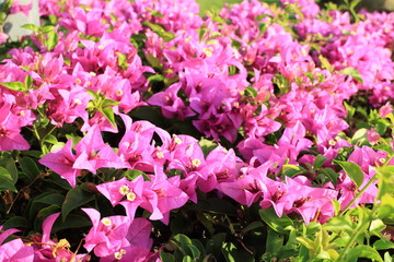  Bougainvillea flower in the garden