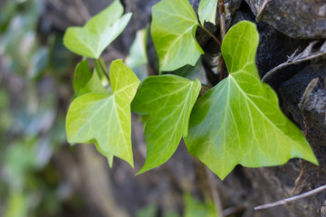 Hedera helix (Common Ivy, English Ivy)