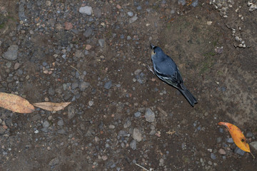 La Palma chaffinch, fringilla coelebs palmae