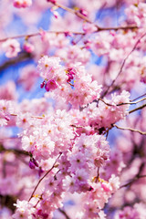 Spring Sakura Cherry Blossom.  pink blossom sukura flowers