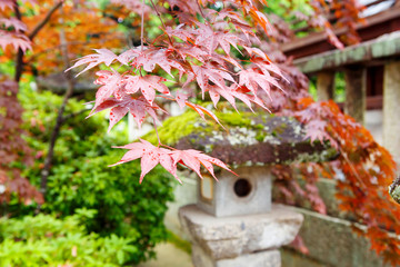 Fototapeta na wymiar Red maple and traditional temple lantern in Japan