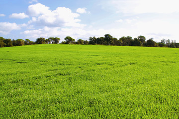 campos  de cultivo con cielo azulSONY DSC