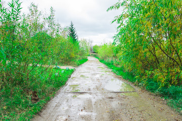 грунтовая дорога в лесу