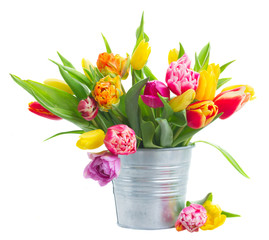 spring tulips and irises