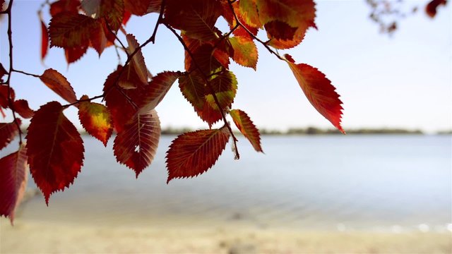 Red elm leaves are moved by the wind at the end of summer close to the dnieper river in Kiev, Ukraine