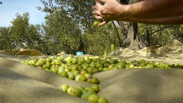 Young worker collecting green olives on plantation