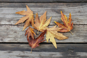 Maple leaf on wooden background.