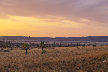 Bush desert landscape with rock in Madagascar, Africa.