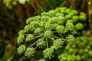 Angelica archangelica, wild celery
