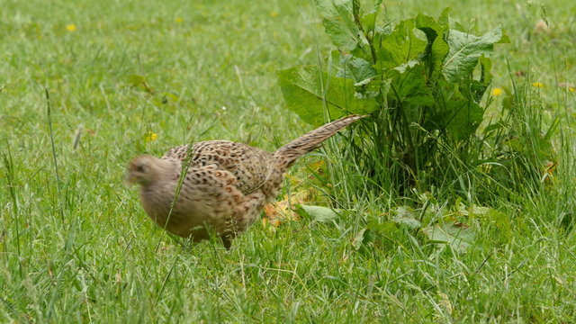 Female pheasant on a meadow closeup 4K UHD