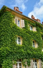 Fototapeta na wymiar Urban House with Green Walls