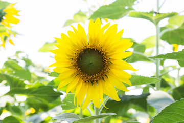 sunflower field over