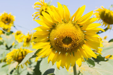 sunflower field over